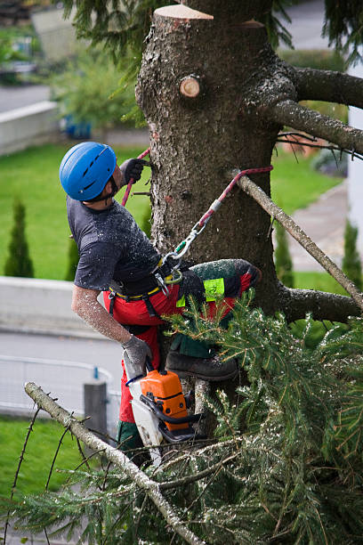 Best Storm Damage Tree Cleanup  in Deerfield, MI